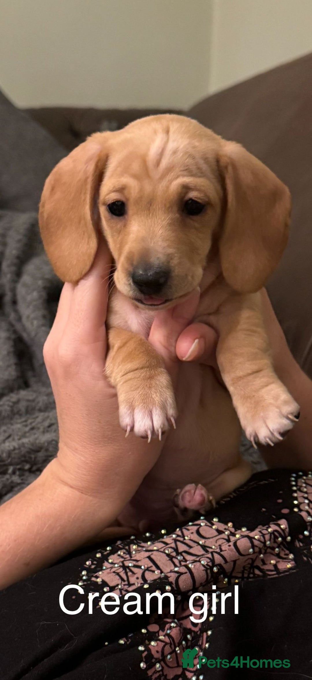 Miniature Dachshund dogs for sale: Miniature dachshund puppies ready 10/08/25 - Image 6