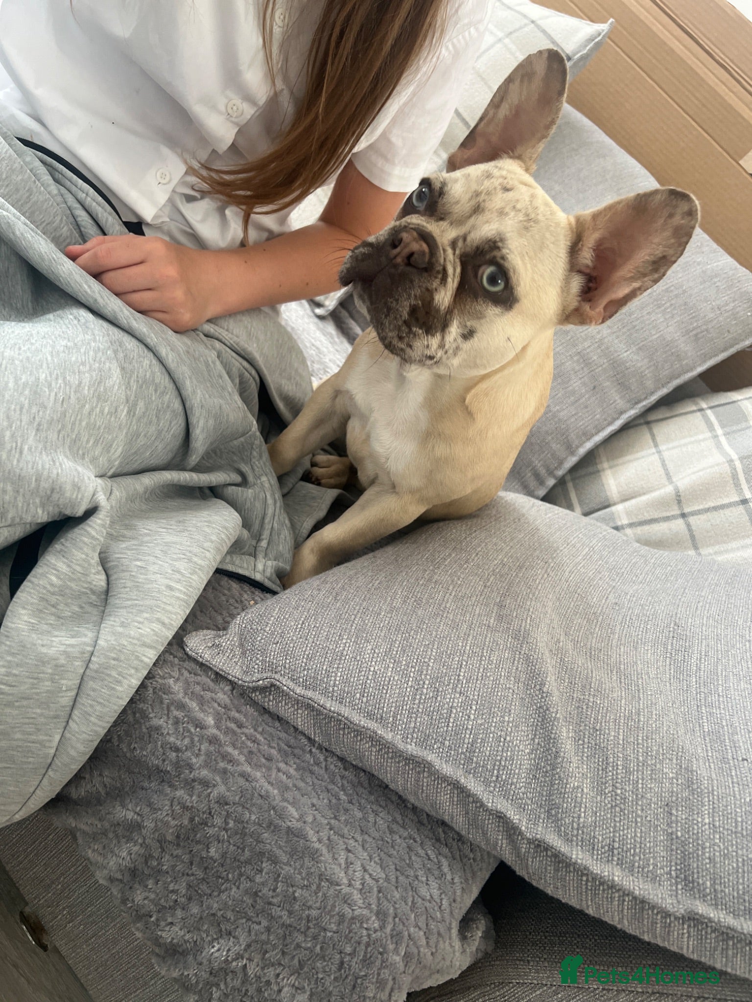 French Bulldog dogs French bulldog 6months old - Advert 8