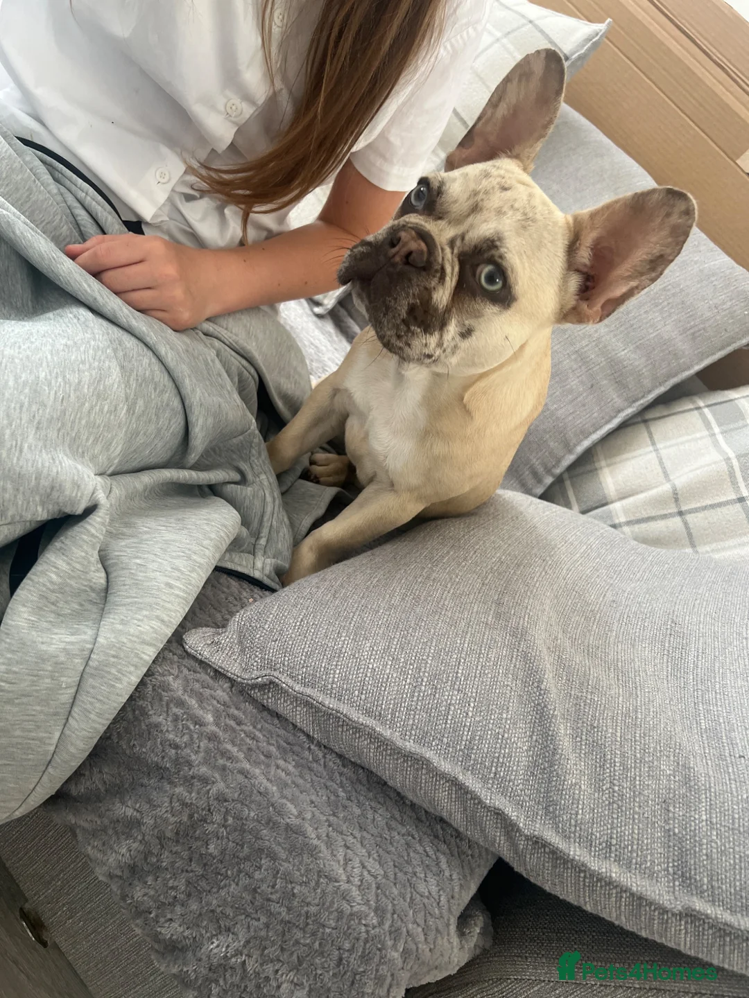 French Bulldog dogs for sale: champagne merle French bulldog  - Advert 1