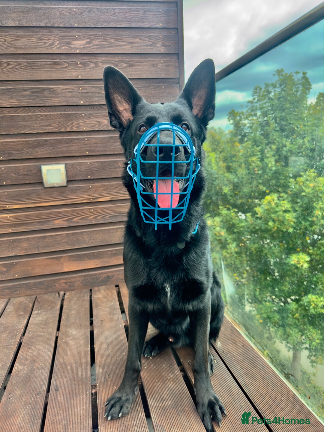 German Shepherd dogs for stud: German Shepherd *STUD* - Image 7