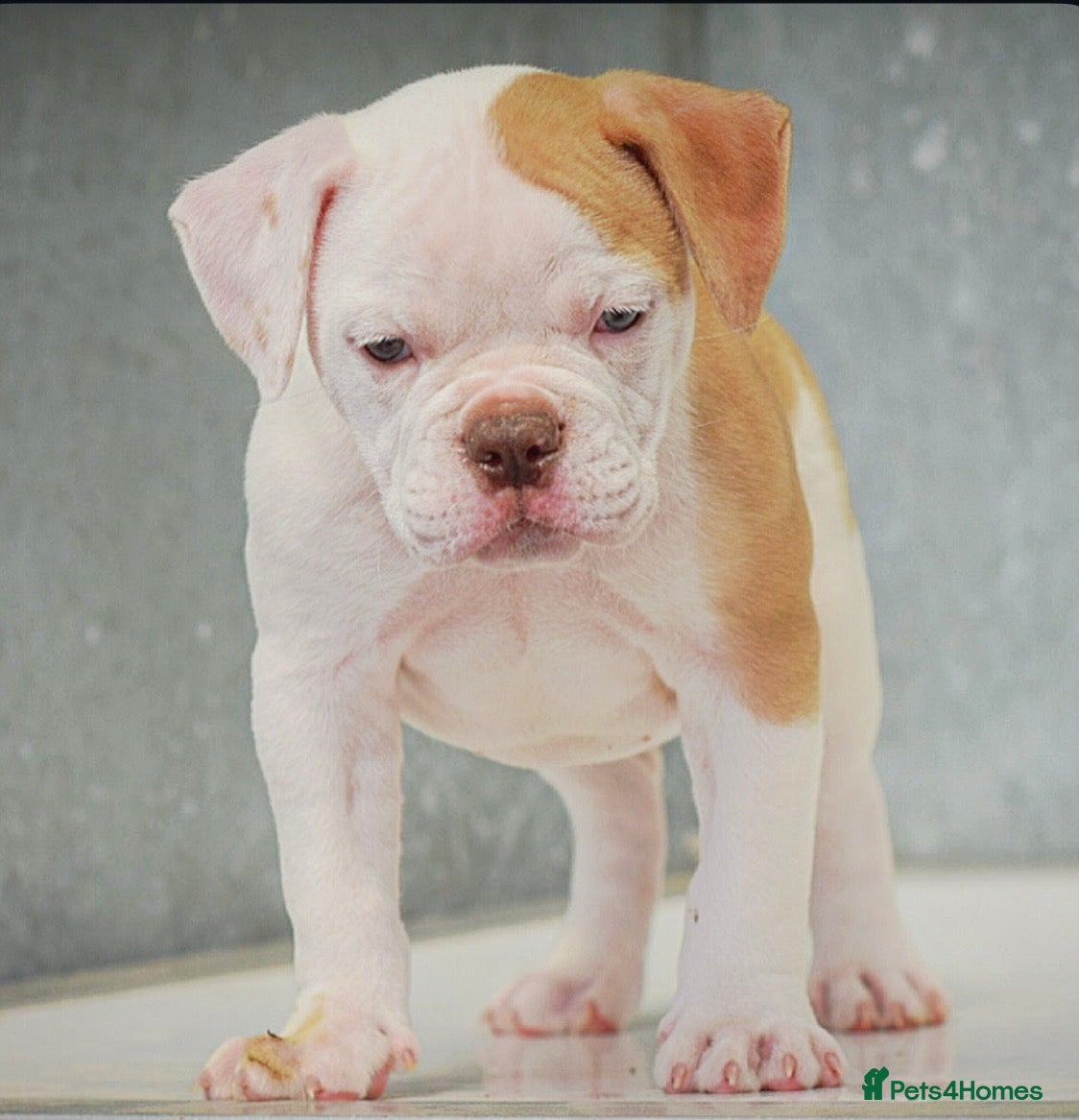 Old Tyme Bulldog dogs 23 years 5⭐️licensed Registered Breeder.  - Advert 4