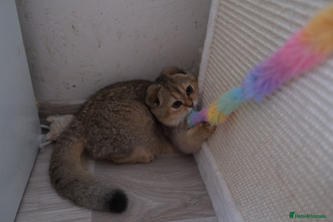 Scottish Fold cats for sale: Scottish fold and straight kittens  - Advert 21