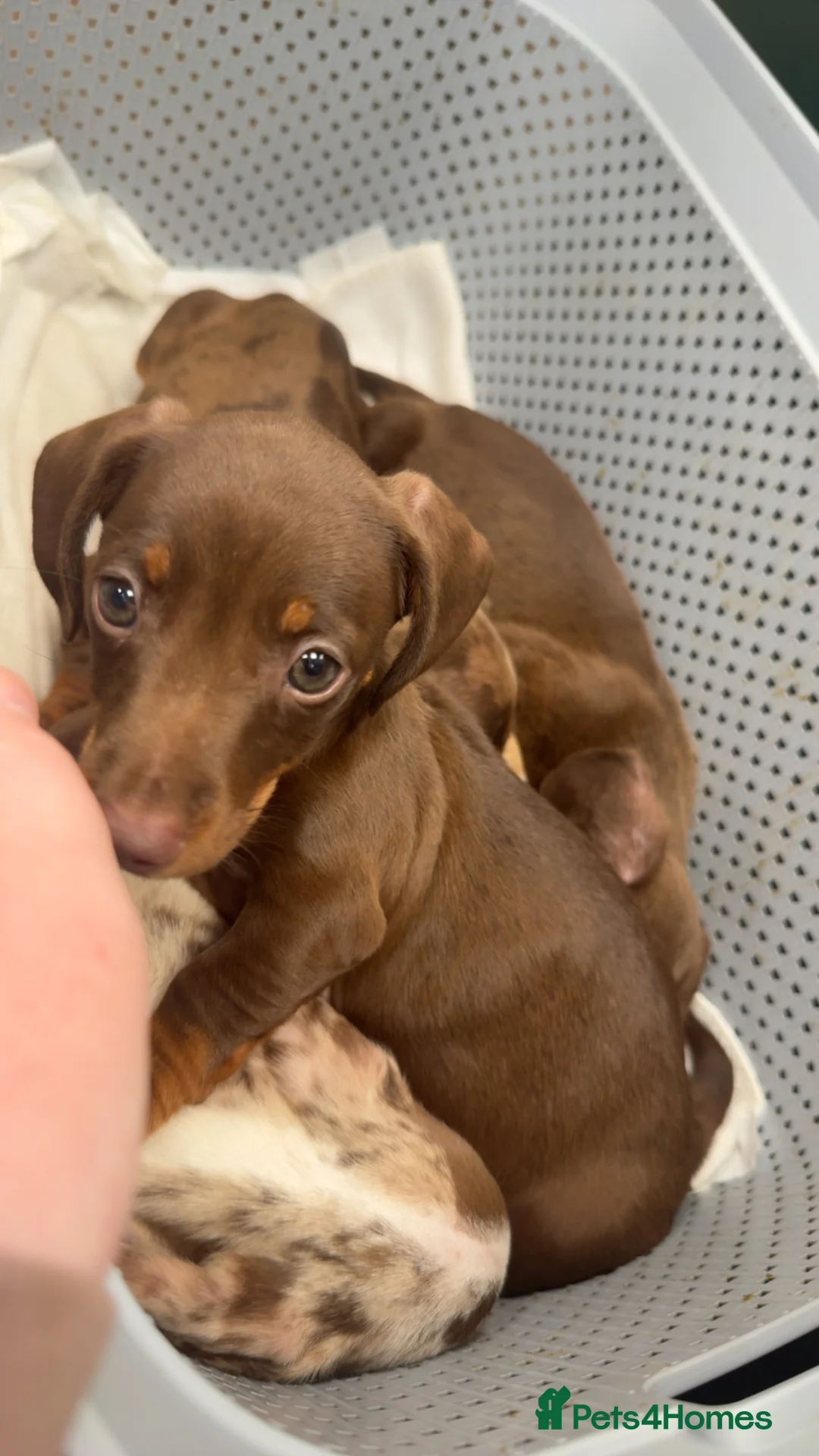 Dachshund dogs for sale: Dachshund puppy’s  in Bury - Advert 4