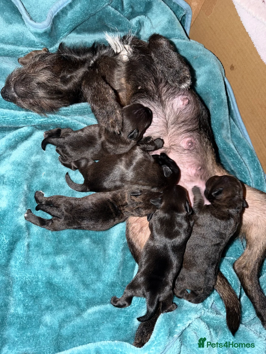 Patterdale Terrier dogs for sale: Patterdale Pups - Advert 6