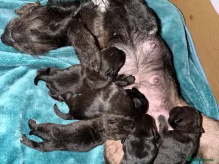 Patterdale Terrier dogs Patterdale Pups - Advert 12
