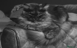 Maine Coon cats for sale: GCCF Maine Coon kittens  - Advert 6