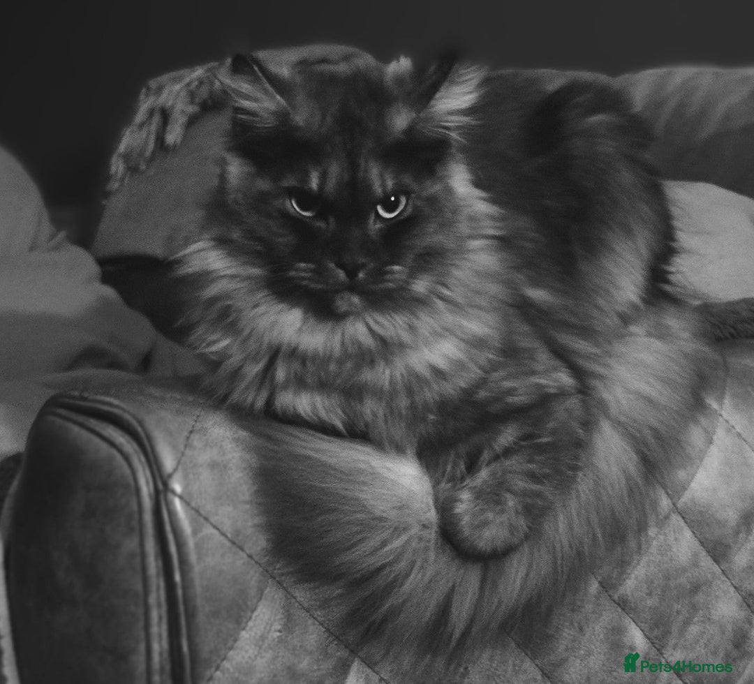 Maine Coon cats for sale: GCCF Maine Coon kittens  - Advert 6