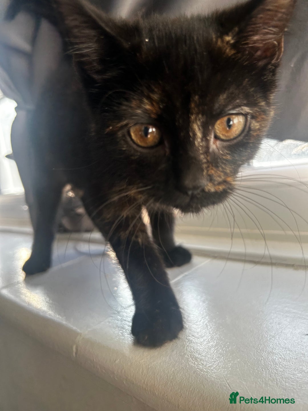 Siberian cats for sale: Siberian x Chartreux - Advert 13