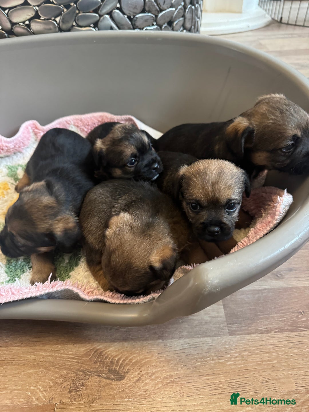 Border Terrier dogs for sale: Gorgeous litter of 7 Border terrier puppies 5F 2M - Advert 9