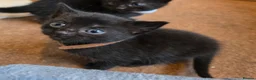 Domestic Shorthair cats for sale: 3M/2F Black/Tortie Kits fully vax flead and deworm - Advert 4