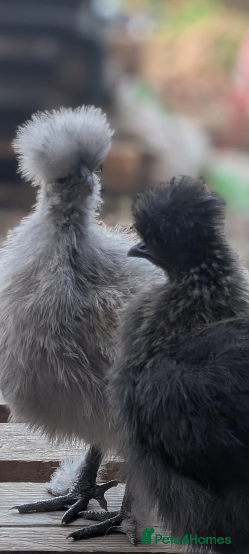Chickens poultry 2 Silkies - Advert 1