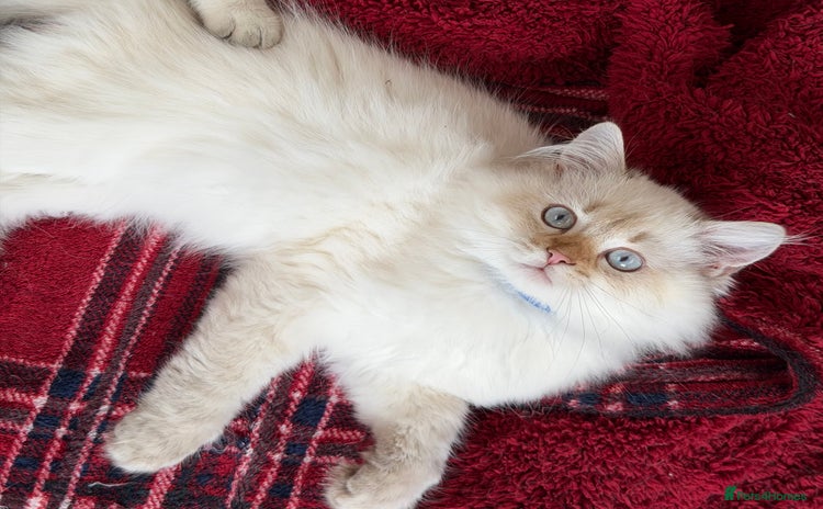 British Shorthair cats - Advert 15