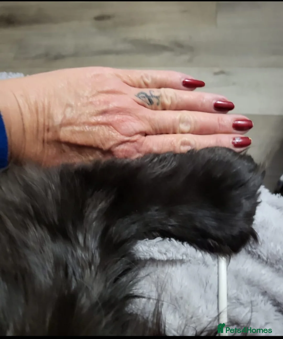 Maine Coon cats for sale: ✨✨ blk smoke F 6666 MC TiCA REG Poss active - Advert 9