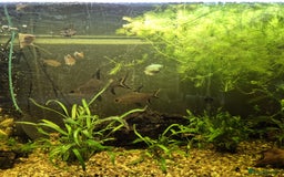 Sharks fish for sale: Silver sharks - Image 3