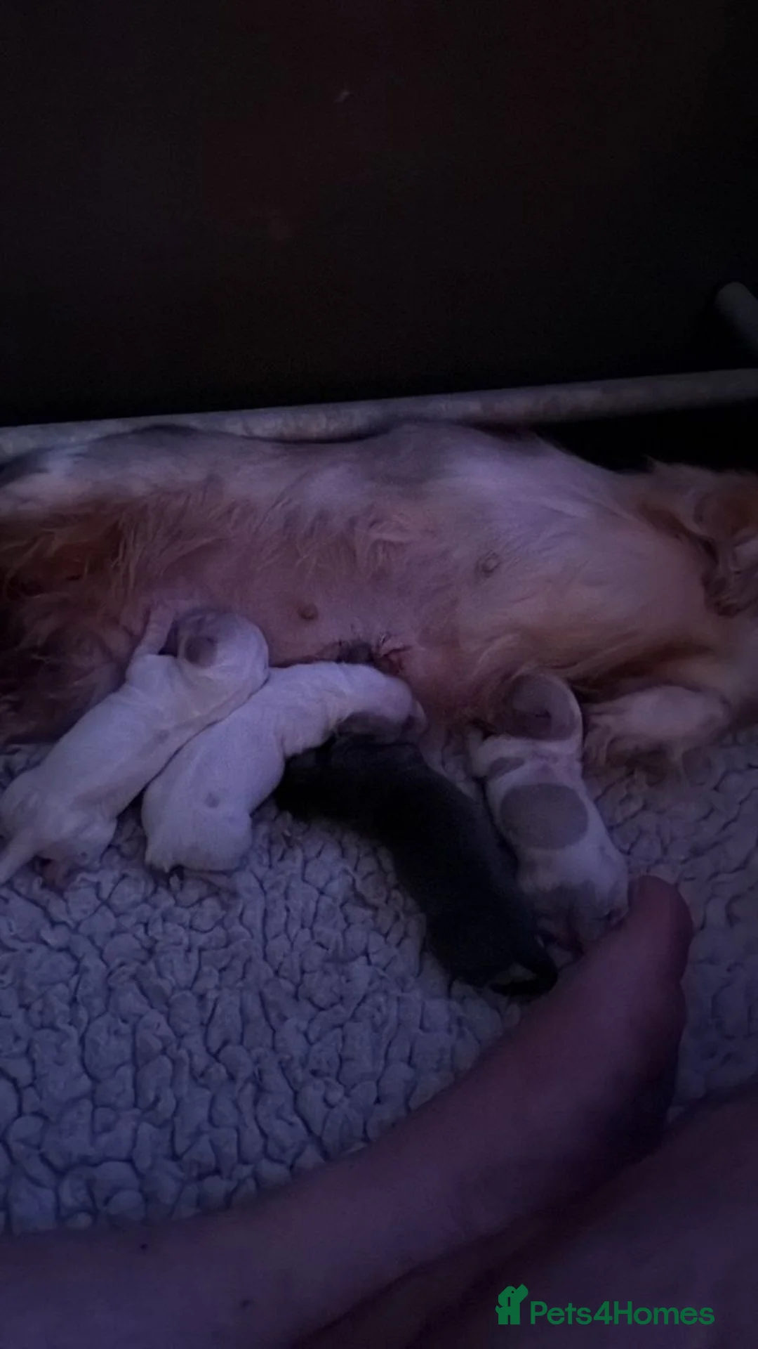 Miniature Dachshund dogs for sale: Eye Catching Dachshund Puppies Now Available - Advert 1