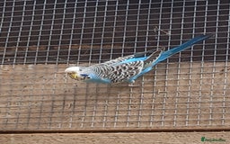 Budgerigars birds for sale: Young budgies for sale £20 sandbach cheshire - Image 1