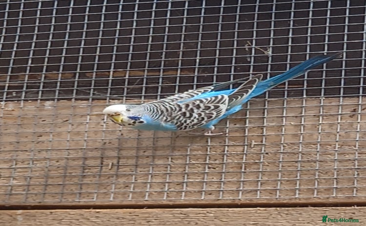 Budgerigars birds - Advert 8