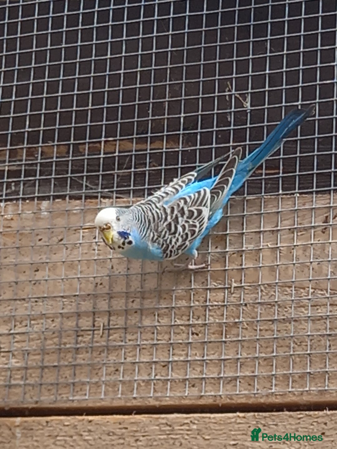 Budgerigars birds for sale: Young budgies for sale £20 sandbach cheshire - Image 1
