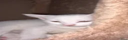 Turkish Angora cats for sale: Maine coon x Turkish angora kittens - Advert 7