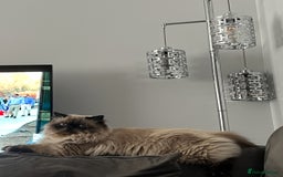 Persian cats for stud: PKD negative Himalayan Persian cat for stud only - Image 7