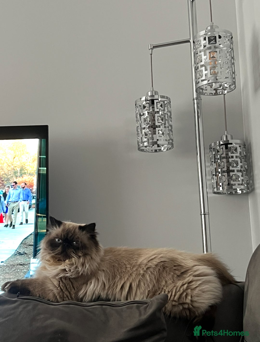 Persian cats for stud: PKD negative Himalayan Persian cat for stud only - Image 7