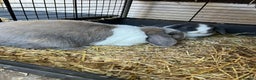 Mini Lop rabbits for sale: Mini lop buns  - Advert 7