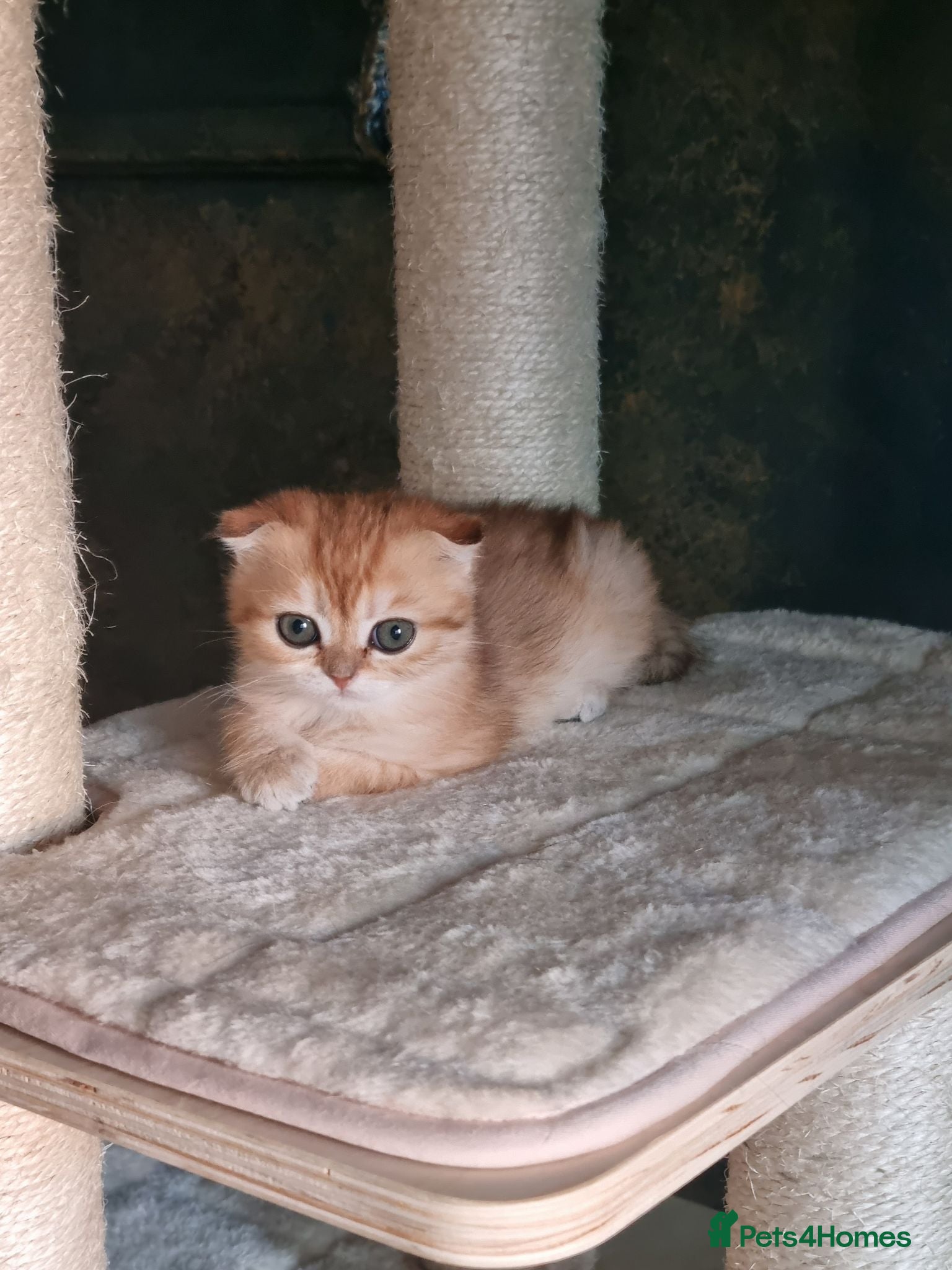 Scottish Fold cats FEMALE SCOTTISH FOLD KITTEN - Advert 1