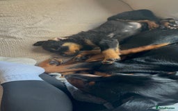 Rottweiler dogs for sale: Rottweiler pup for sale - Advert 3