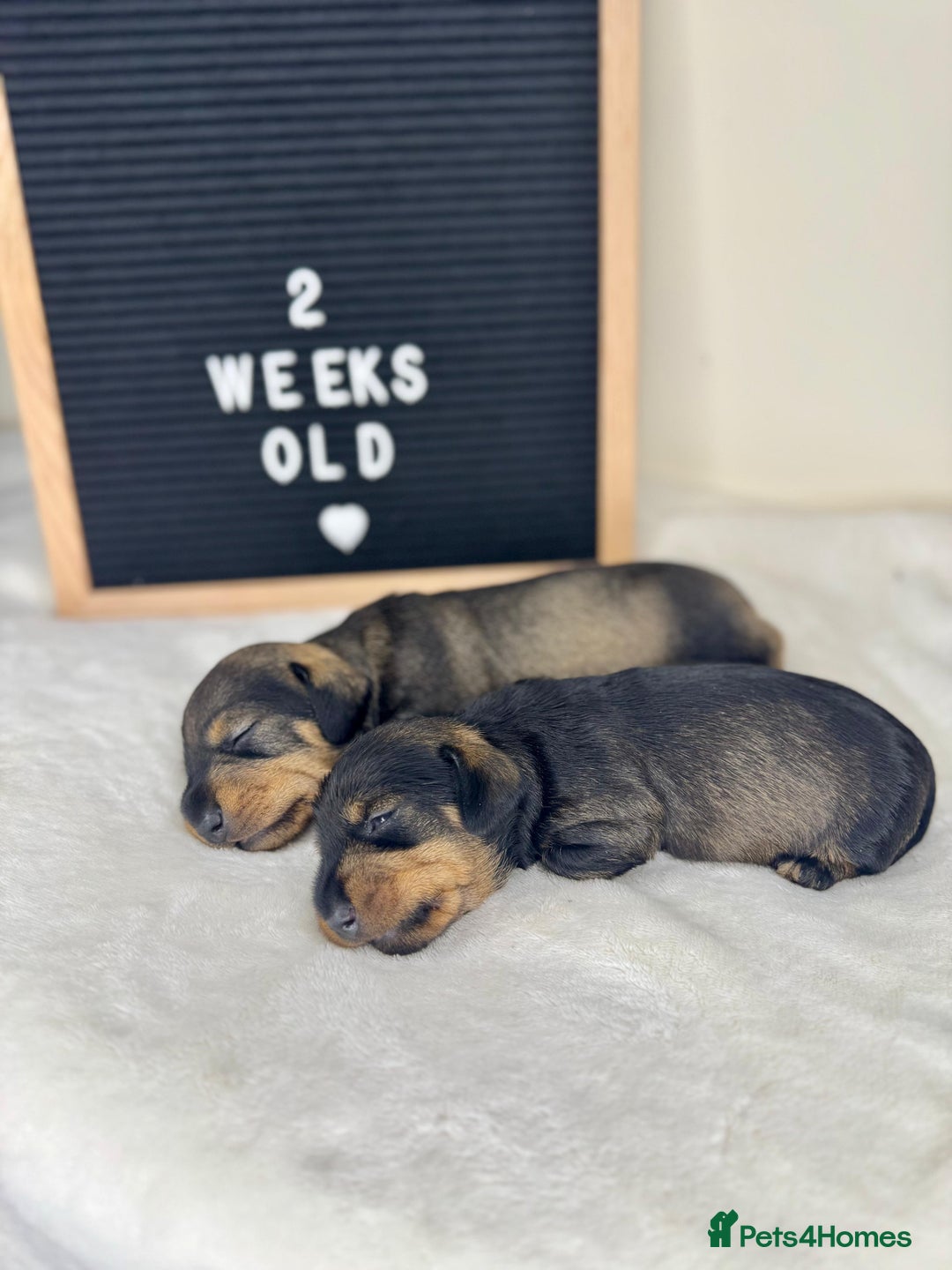 Miniature Dachshund dogs for sale: KC reg mini wires PRA LAFORA clear  - Advert 3