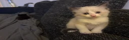 Ragcoon cats for sale: Ragdoll/Mainecoon/Tuxedo - Advert 7