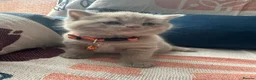 British Shorthair cats for sale: 🏆💫GCCF REGISTERED CHUNKY KITTIES💫🏆 - Advert 16