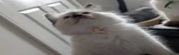 Ragdoll cats for sale: Beautiful Ragdoll Kittens  - Advert 5