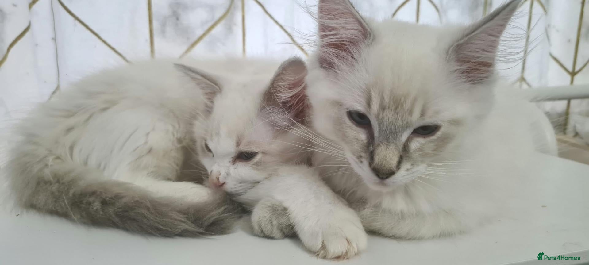 Ragdoll cats Two Beautiful Ragdoll Kittens Available Now! - Advert 10