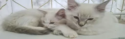 Ragdoll cats for sale: Two Beautiful Ragdoll Kittens Available Now! in Taunton - Advert 1