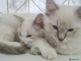 Ragdoll cats Beautiful Purebred Ragdoll Kittens Available Now! - Advert 2