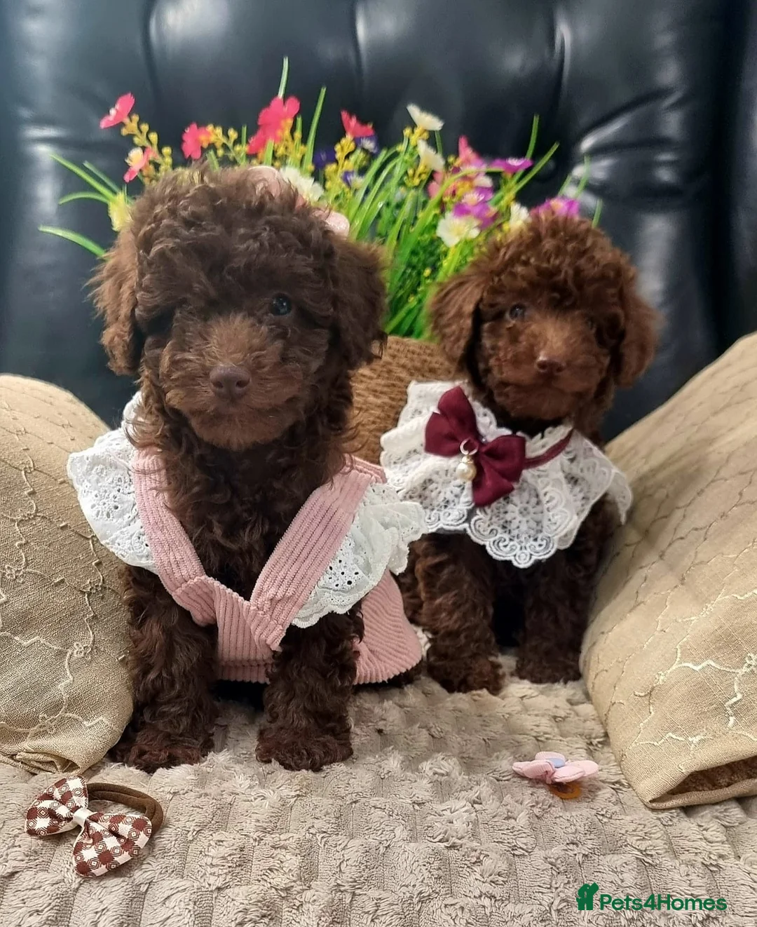 Miniature Poodle dogs for sale: Beautiful Miniature Poodle puppies  - Advert 2