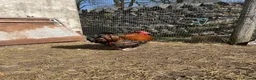 Chickens poultry for sale: 3x gold laced Orpington cockerels - Advert 2
