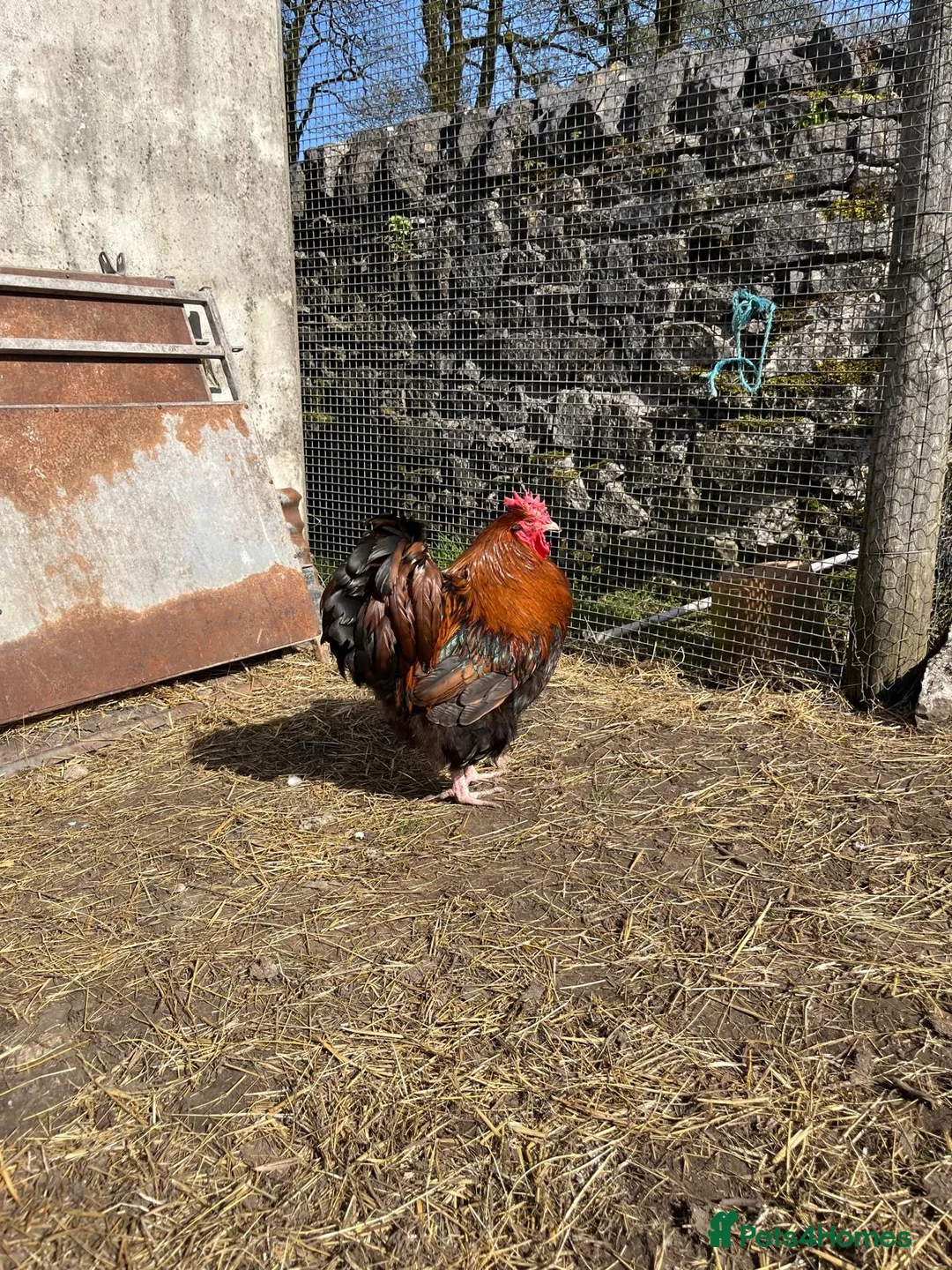 Chickens poultry for sale: 3x gold laced Orpington cockerels - Advert 2