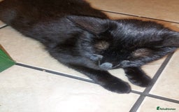 Domestic Shorthair cats for sale: Kittens & mother cat for sale - Image 8