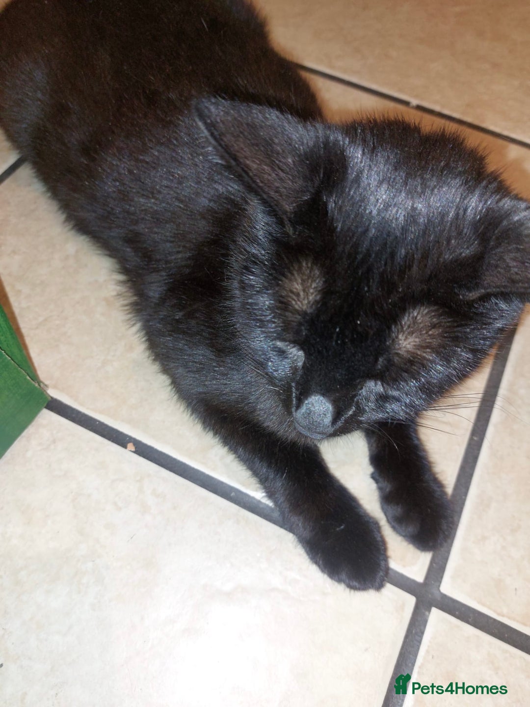 Domestic Shorthair cats for sale: Kittens & mother cat for sale - Image 8