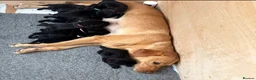 Labrador Retriever dogs for sale: 9 gorgeous KC registered black Labrador retrievers in Malmesbury - Advert 3