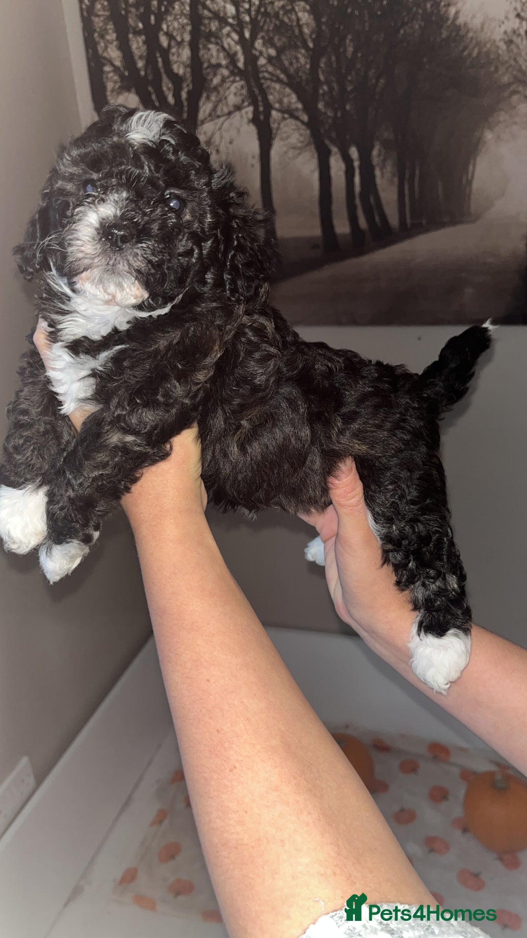 Mixed Breed dogs for sale: My beautiful Cavapoo Angie has given birth! 🐶🥰 - Image 5