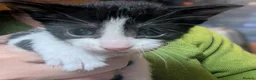 Domestic Shorthair cats for sale: Fluffy Little Mischief Makers Looking for Homes - Advert 19