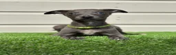 Whippet dogs for sale: Blue whippets  - Advert 11