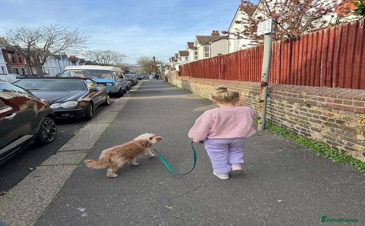Cavapoo dogs - Advert 2