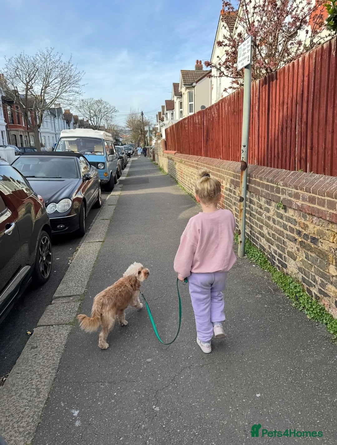 Cavapoo dogs for sale: Beautiful Cavapoo girl  - Image 1