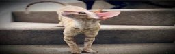 Cornish Rex cats for sale: Stunning male Cornish Rex.  - Advert 9