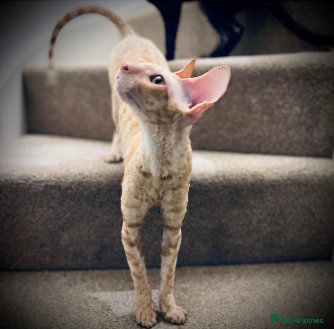 Cornish Rex cats for sale: Stunning male Cornish Rex.  - Advert 9