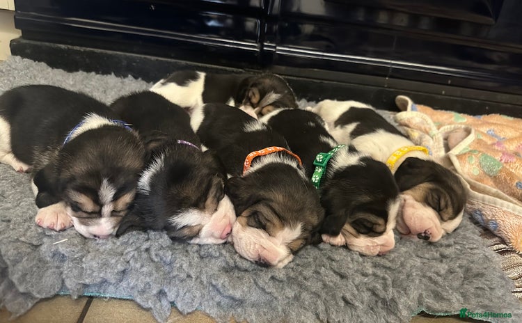 Beagle dogs Beautiful KC registered beagle puppies for sale  - Advert 4