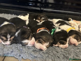 Beagle dogs Beautiful KC registered beagle puppies for sale - Advert 5
